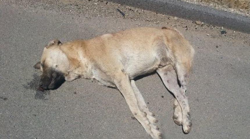 Kangal Cinsi K&ouml;peklerin Zehirlendiği İddia Edildi