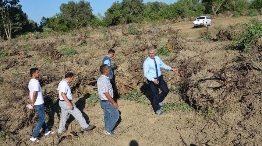 Mersin&rsquo;de 152 Hektar Alanda End&uuml;striyel Ağa&ccedil;landırma &Ccedil;alışmaları Yapılıyor