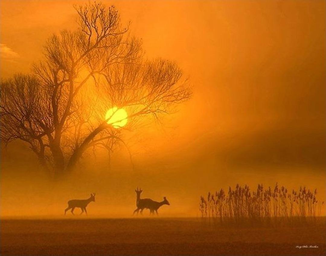 Doğaya Olan Tutkunun Sergisi &rsquo;renkleri Ve Işığın Dans&rsquo; Bodrum&rsquo;da A&ccedil;ıldı