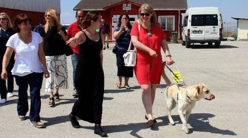 Magie Moore Rehber K&ouml;pekler İ&ccedil;in Barınakta