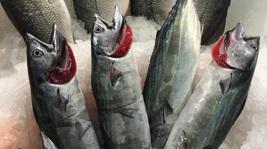 Balık sezonu geldi çattı, peki hangi mevsimde hangi balık yenmeli?