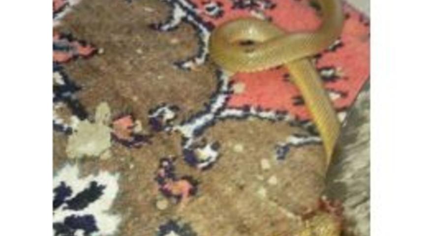 Eve Giren 2 Metrelik Yılan Korkuya Neden Oldu