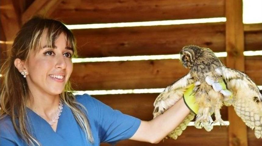 Yaban Hayvanları Doğal Ortamında Tedavi Ediliyor