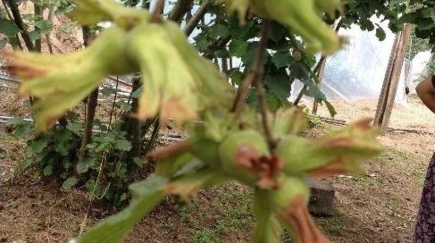 Giresun&rsquo;da Fındık Toplama &Uuml;cretleri Belirlendi