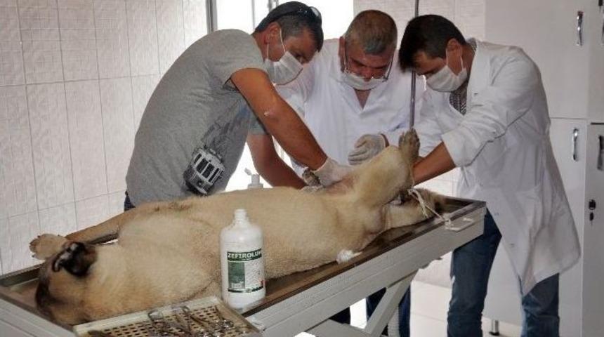 Hasta K&ouml;pek Tedavi Edildi