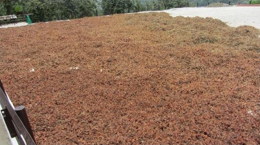 Fındık &Uuml;reticisi Aflatoksin Konusunda Uyarıldı