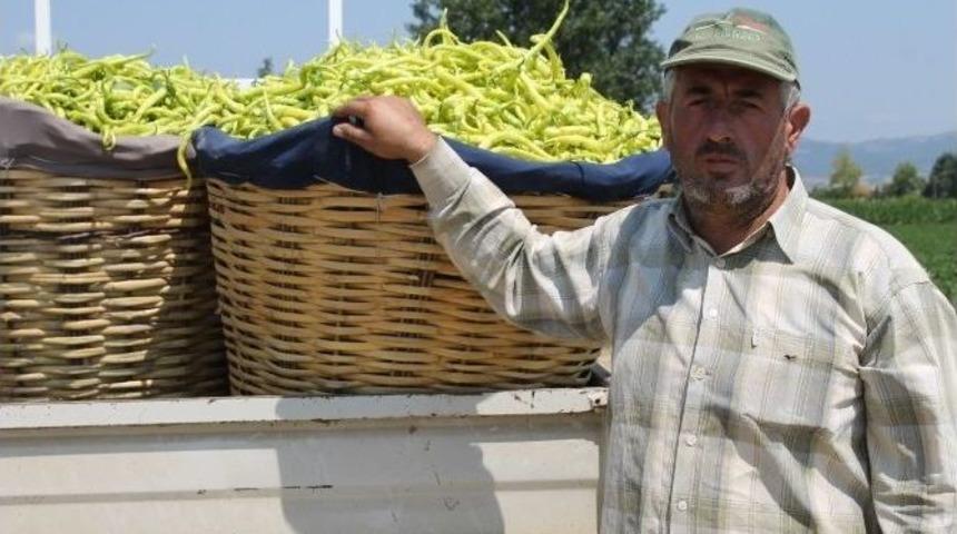 Yenişehir&rsquo;de Biber Hasadı Başladı