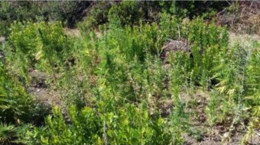 Yanan Ormanda 1850 K&ouml;k Kenevir Bulundu