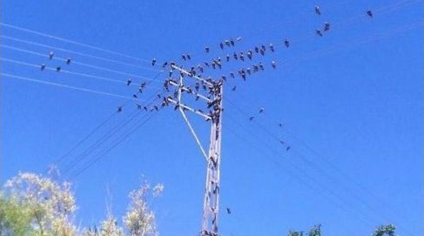 Vedaş &Ccedil;alışmalarını S&uuml;rd&uuml;r&uuml;yor