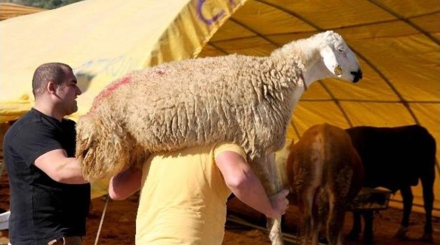 &Ccedil;ankaya&rsquo;da Kurban Bayramı Hazırlıkları Başladı