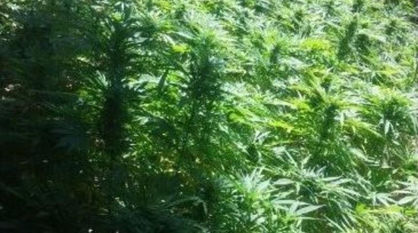 P&uuml;t&uuml;rge&rsquo;de Uyuşturucu Operasyonu