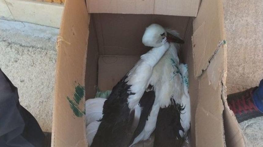 Yaralı Leyleğe Zabıta Ekipleri Sahip &Ccedil;ıktı