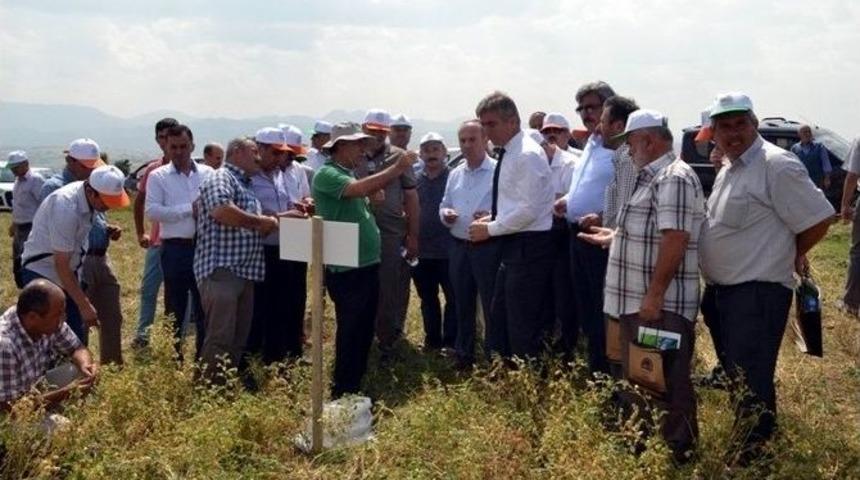 Vezirk&ouml;pr&uuml;&rsquo;de Nohut Tarla G&uuml;n&uuml;