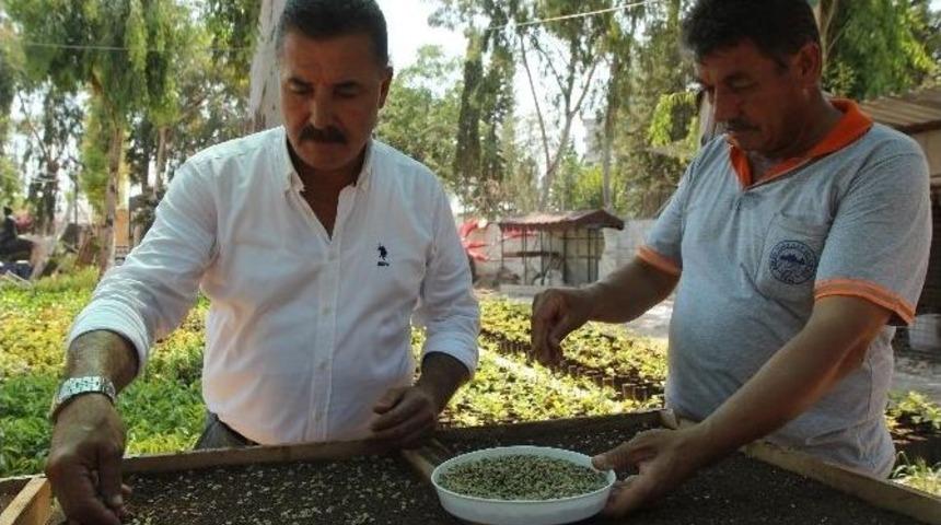 Toroslar&rsquo;da Kahve Yetiştiriciliği İ&ccedil;in Fizibilite &Ccedil;alışması Başladı