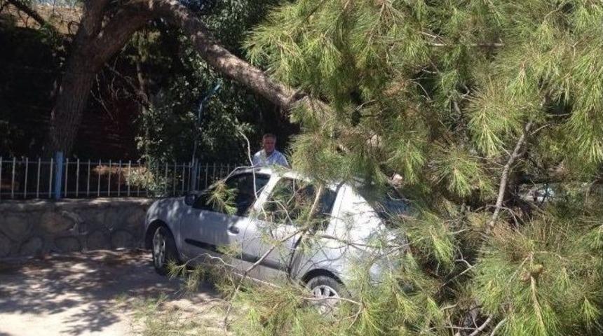 Ağa&ccedil; Dalı Otomobilin &Uuml;zerine D&uuml;şt&uuml;