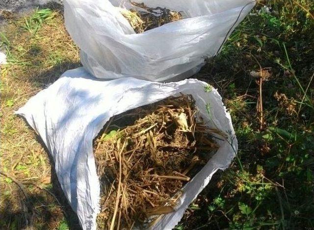 Alaçam’da 3 Kilo Esrar Ve 500 Kök Kenevir Ele Geçirildi