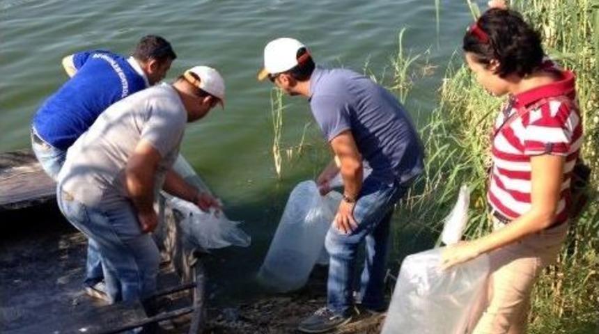 Aydın&rsquo;ın 20 Su Kaynağına 115 Bin Yavru Balık Bırakıldı