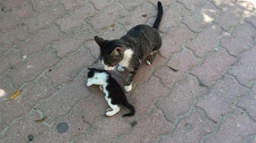 Yavrusunun Başında Saatlerce Bekledi