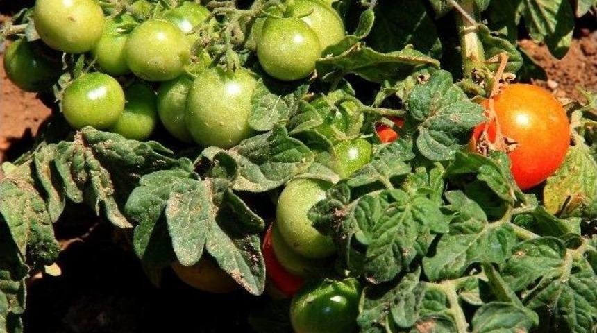 &Ccedil;ankaya Belediyesi Tarafından Verilen Eğitimler Bostanda &Uuml;r&uuml;n Vermeye Başladı.