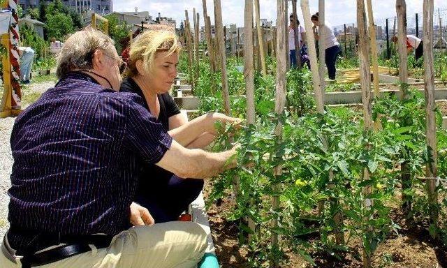 Çankaya Belediyesi Tarafından Verilen Eğitimler Bostanda Ürün Vermeye Başladı.