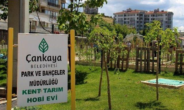 Çankaya Belediyesi Tarafından Verilen Eğitimler Bostanda Ürün Vermeye Başladı.