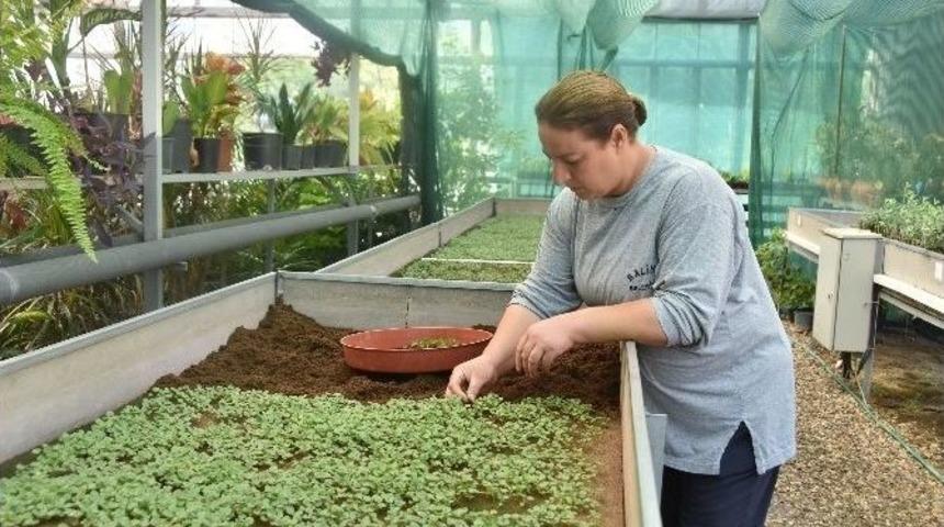 Salihli&rsquo;de Peyzaj &Ccedil;alışmaları Devam Ediyor