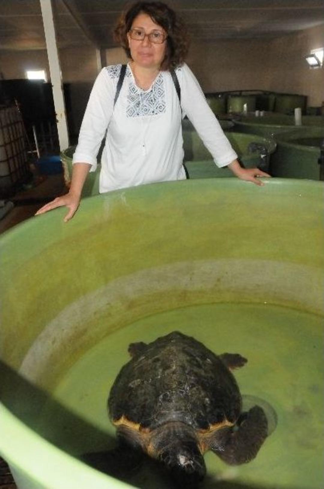 Yaralı Caretta Carettalar &Ccedil;anakkale&rsquo;de Tedavi Altına Alındı