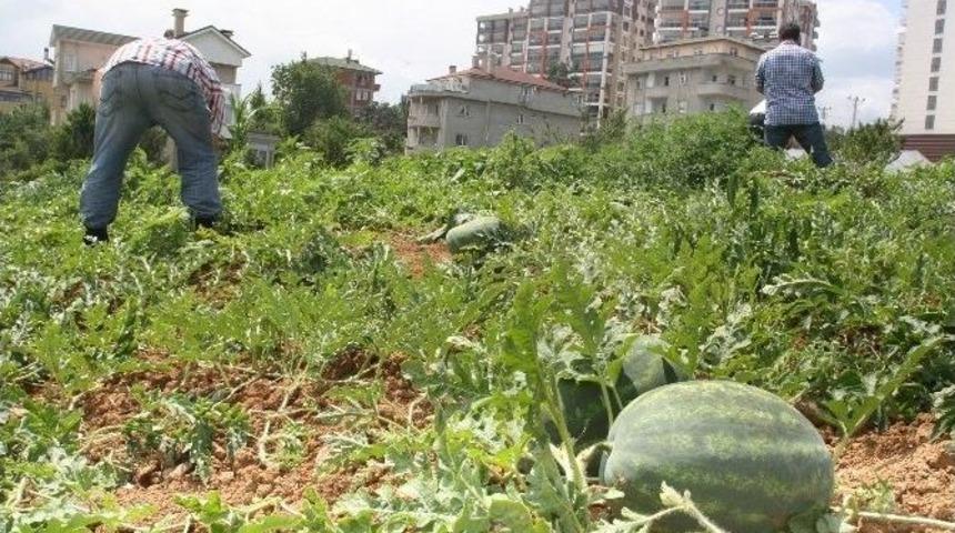 Yalıncak Karpuzu Can &Ccedil;ekişiyor