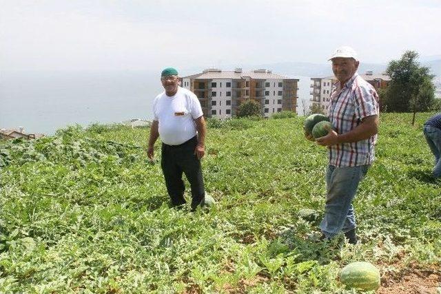 Yalıncak Karpuzu Can Çekişiyor