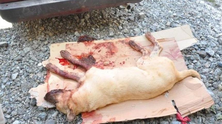 Otomobil &Ccedil;arpan K&ouml;pek Ağır Yaraladı