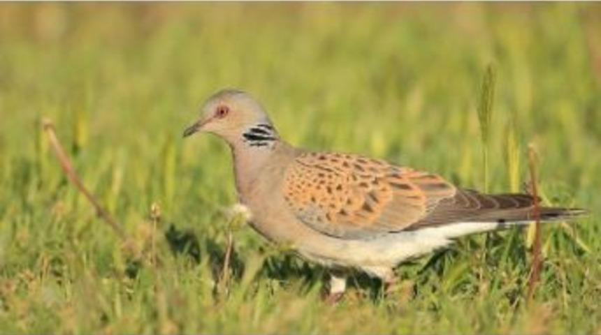 Profes&ouml;rden 2 Kuş T&uuml;r&uuml;n&uuml;n Av Listesinden &Ccedil;ıkarılması &Ccedil;ağrısı