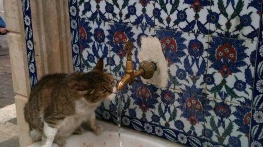 Sıcaktan Bunalan Kedi &Ccedil;eşmeden B&ouml;yle Su İ&ccedil;ti