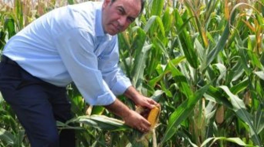 Chp&rsquo;li T&uuml;mer: "tmo, Mısır Taban Fiyatını Zamanında A&ccedil;ıklamalı"