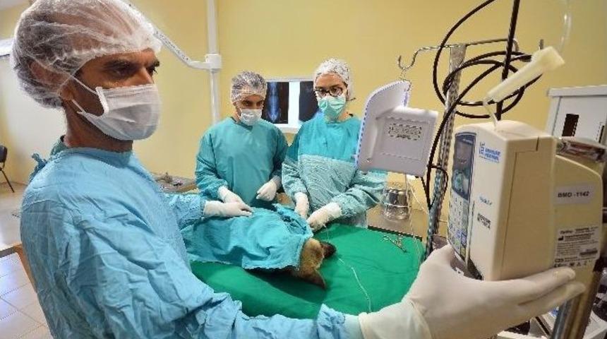 İki Yılda 6 Bin 314 Sokak Hayvanına Acil M&uuml;dahale