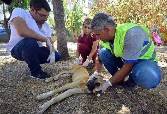 İki Yılda 6 Bin 314 Sokak Hayvanına Acil Müdahale