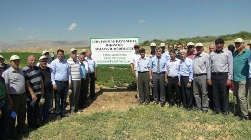 Ak&ccedil;adağ&rsquo;da Tıbbi Ve Aromatik Bitki Yetiştiriciliği