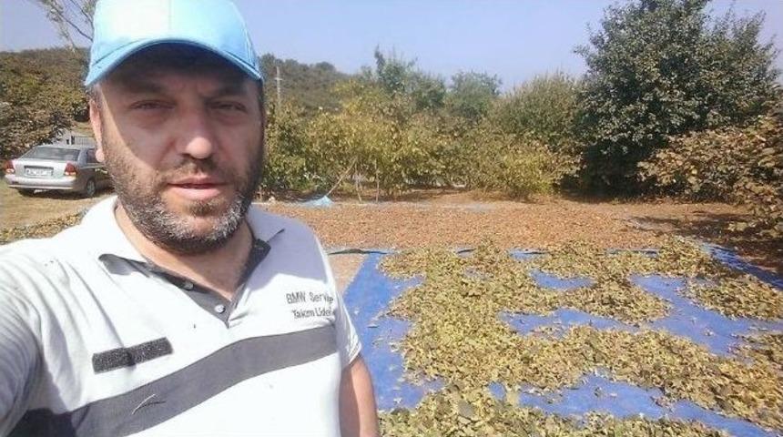 D&uuml;zce&rsquo;de Fındık Hasadı Başladı