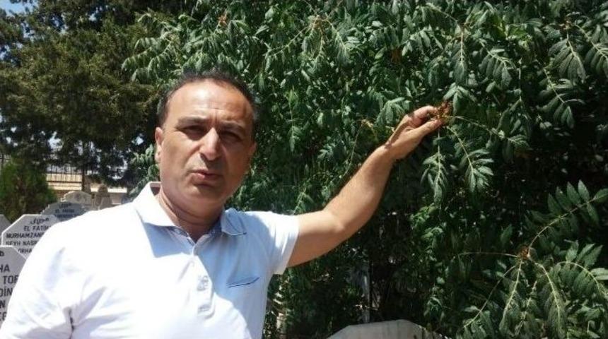 "yabani Sumak Ekonomiye Kazandırılmalı"