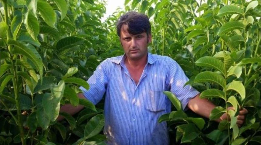 T&uuml;rkiye&rsquo;nin Ceviz Fideleri Bandırma&rsquo;dan