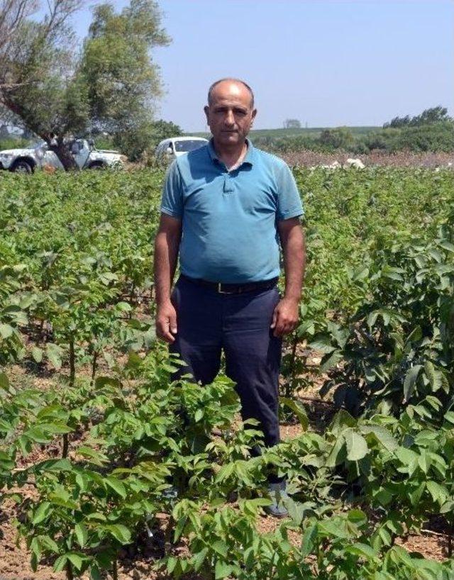 Türkiye’nin Ceviz Fideleri Bandırma’dan