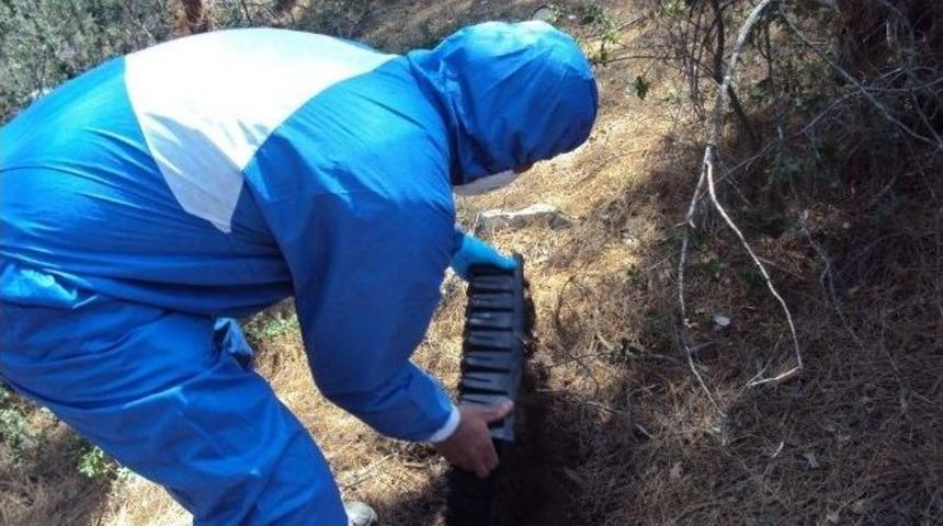 Antalya&rsquo;da &Ccedil;am Kese B&ouml;ceğine Karşı Etkin M&uuml;cadele