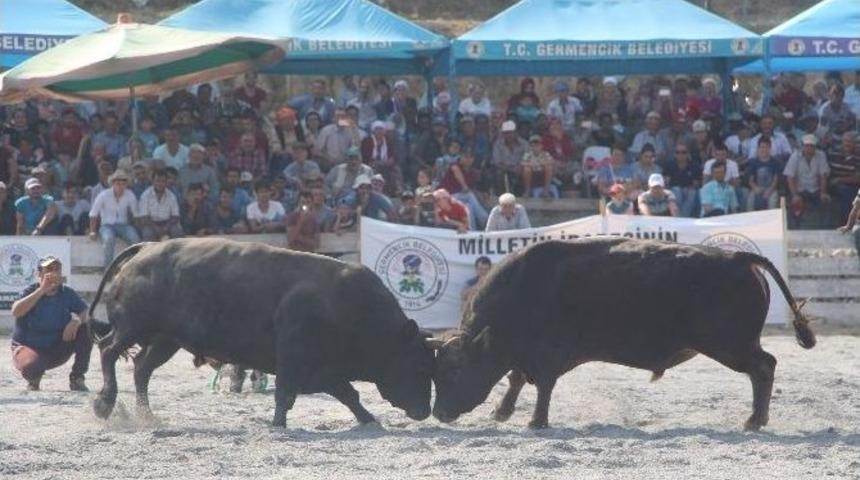 Germencik&rsquo;te Boğa G&uuml;reşi Nefesleri Kesti