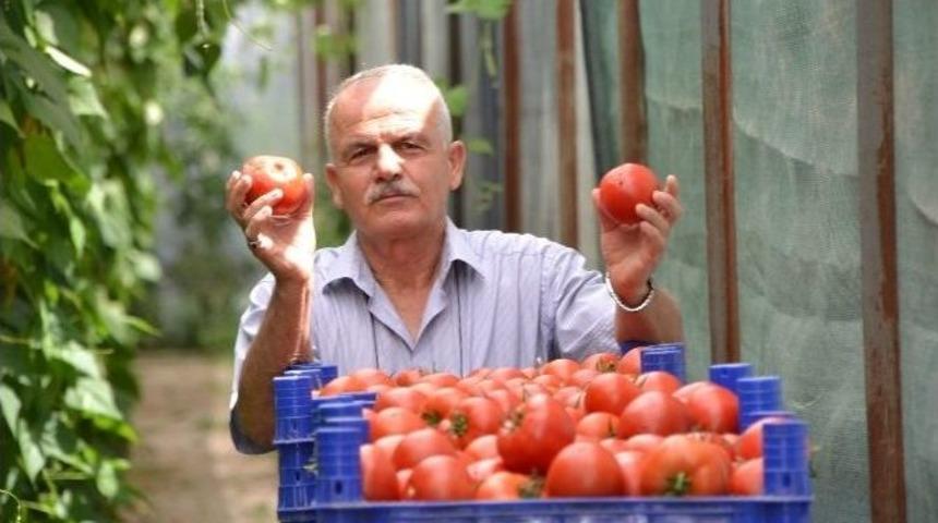 Dereg&uuml;m&uuml; Domatesi İhracat Yolunda
