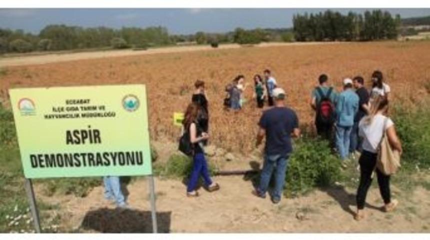 &Ccedil;anakkale&rsquo;de Aspir Ekimi Artırılacak