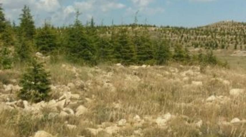 Mersin&rsquo;de Ağa&ccedil;landırma Ve Erozyonla M&uuml;cadele &Ccedil;alışmaları S&uuml;r&uuml;yor