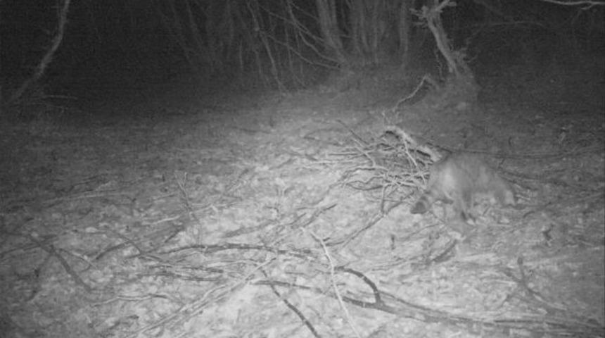 Yalova&rsquo;da Fotokapanla Yaban Kedisi G&ouml;r&uuml;nt&uuml;lendi