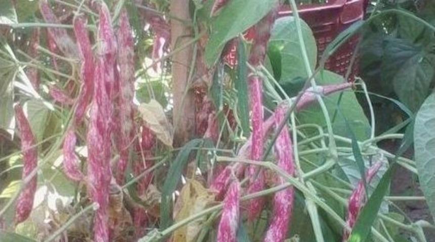 Sıcaklar Barbunya Ve Fasulye &Uuml;retimini Y&uuml;zde 50 D&uuml;ş&uuml;rd&uuml;