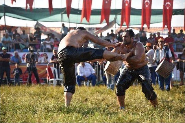 Alanya Gökbel’de Başpehlivan Yeşil Yeşil