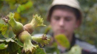 Giresun’da Fındık Hasadı Başladı