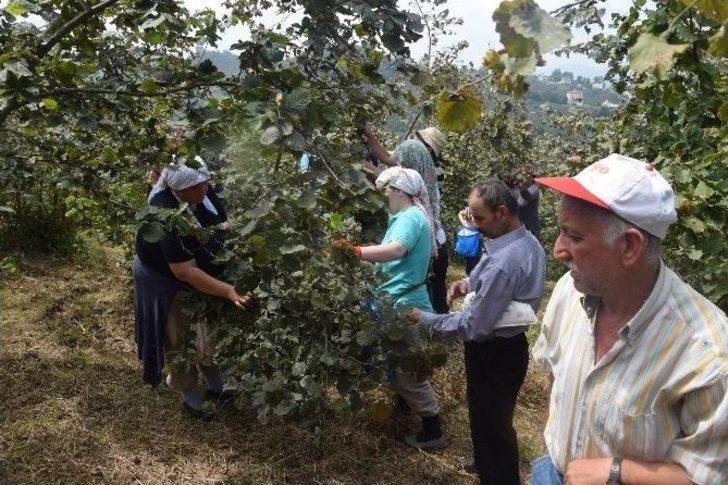 Giresun’da Fındık Hasadı Başladı G3